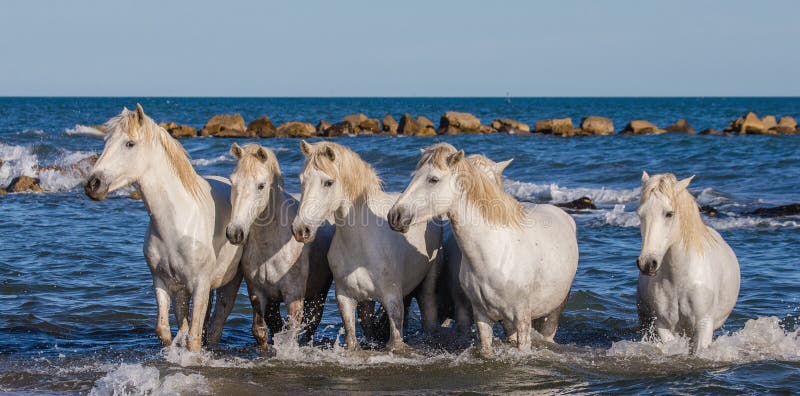 морской лошадь фото