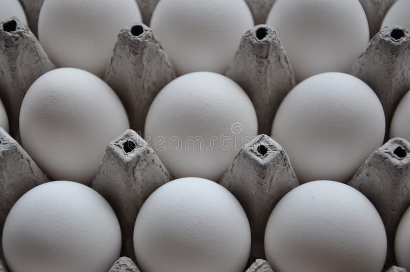 White chicken eggs on tray. White chicken eggs on tray