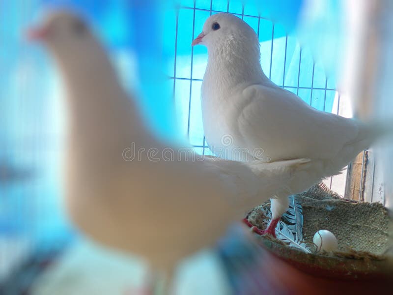 White king pigeon family with egg in the case. White king pigeon family with egg in the case