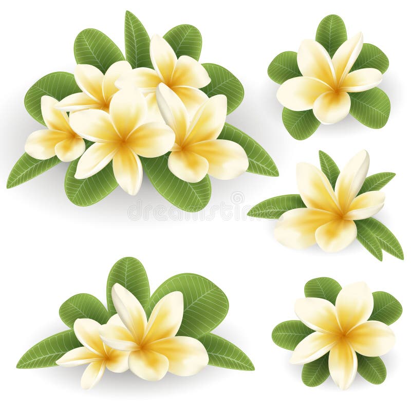 Белый и желтый цветок plumeria бесплатная иллюстрация Белый и желтый цветок plumeria бесплатная иллюстрация