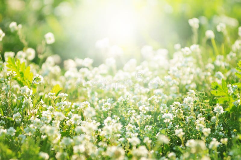 Белый клевер цветет весной, малая глубина поля
