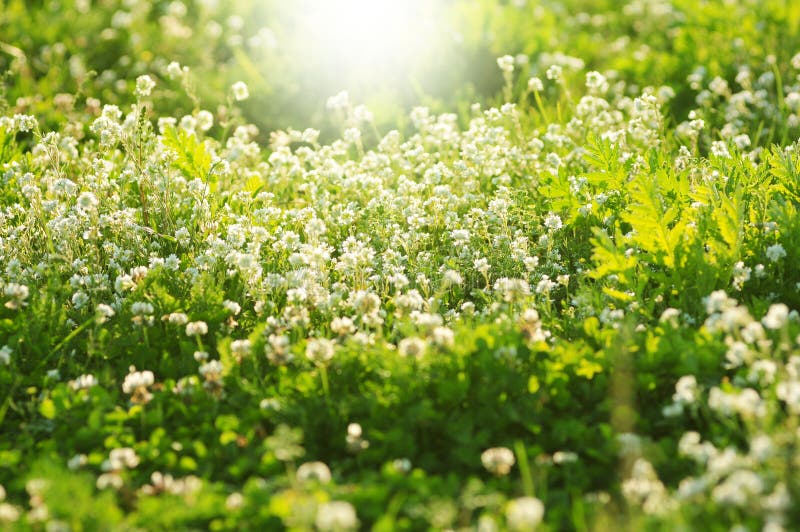 Белый клевер цветет весной, малая глубина поля