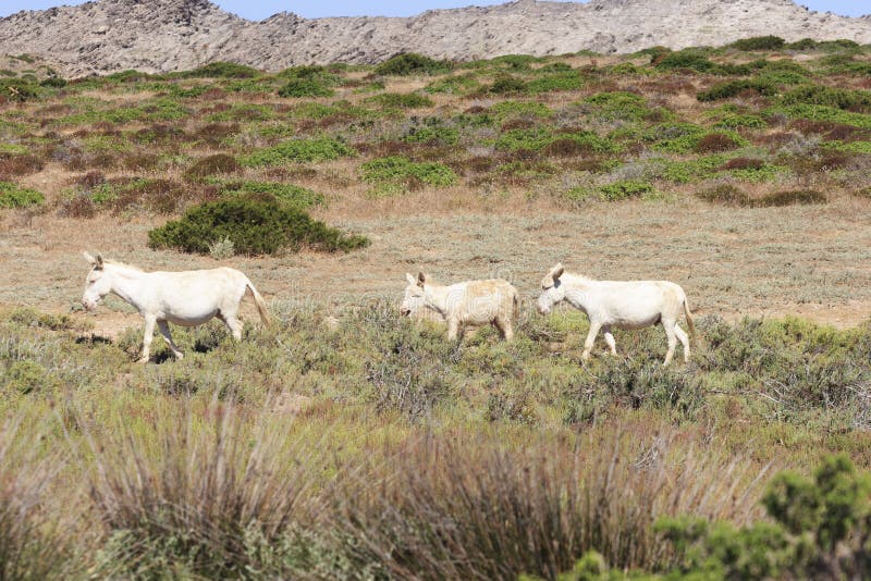Белый осел, asinara острова резидента только, Сардиния Италия стоковые фото Белый осел, asinara острова резидента только, Сардиния Италия стоковые фото