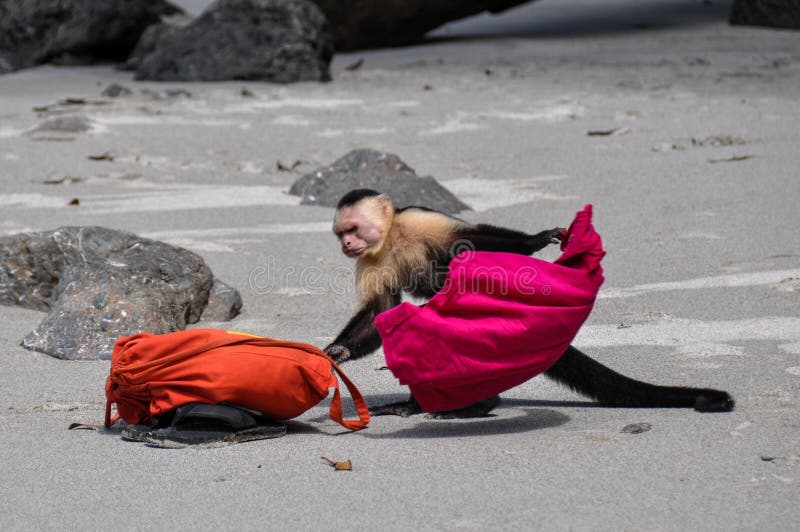 Белый смотреть на capuchin в Манюэле Антонио стоковое фото rf