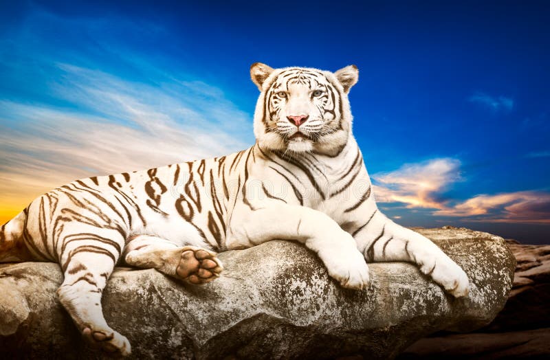 Белый тигр