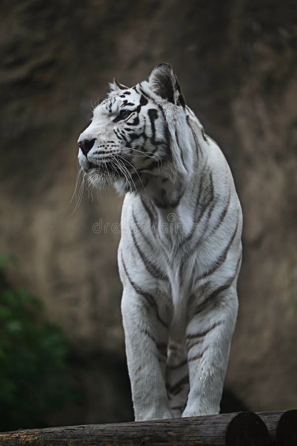 White albino tiger in zoo. White albino tiger in zoo