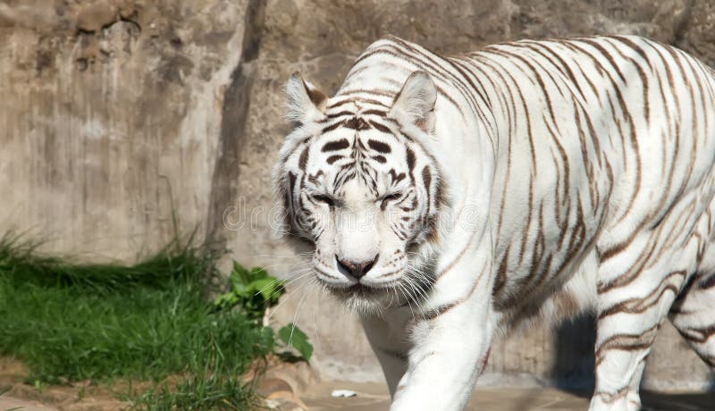White Bengal Tiger, Moscow zoo. Russia. White Bengal Tiger, Moscow zoo. Russia