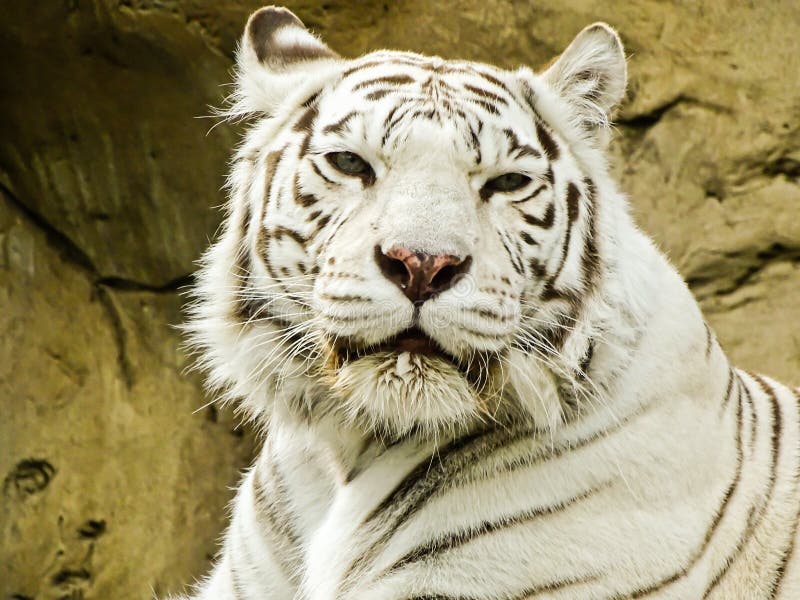 White tiger in the Moscow zoo, the oldest zoo in the country, which is Russia's largest Zoological collection. White tiger in the Moscow zoo, the oldest zoo in the country, which is Russia's largest Zoological collection