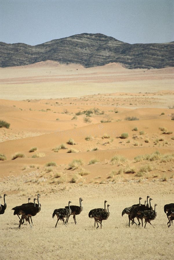 Ostrichs running in Namibia desert. Ostrichs running in Namibia desert