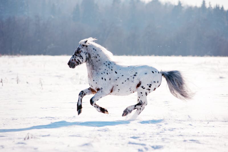 Бега пониа Appaloosa освобождают через поле зимы стоковая фотография rf