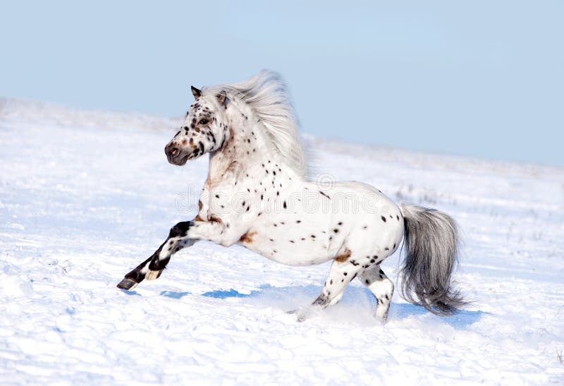 Бега пониа Appaloosa освобождают через поле зимы стоковые изображения