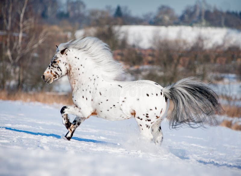 Бега пониа Appaloosa освобождают через поле зимы стоковая фотография