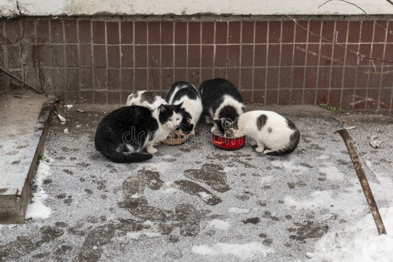 Бездомные кошки едят мусорную еду на улице стоковое фото