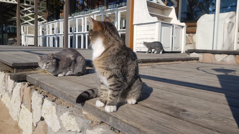 Бездомные кошки на улице стоковое фото rf