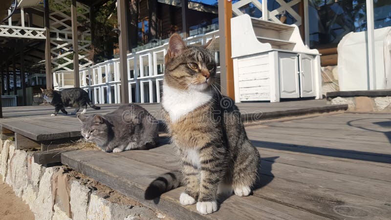 Бездомные кошки на улице стоковые фото
