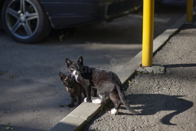 Бездомные кошки на улице. стоковое фото