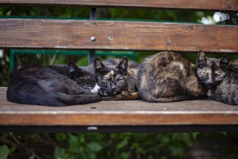 Бездомные кошки на улице. стоковое фото