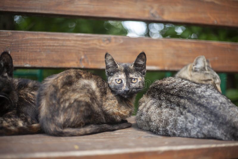 Бездомные кошки на улице. стоковые изображения