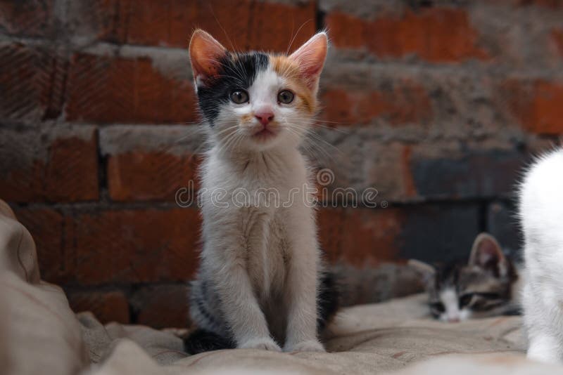 Бездомный котенок, самостоятельно, кот, коты улица нужны друзья стоковое фото rf Бездомный котенок, самостоятельно, кот, коты улица нужны друзья стоковое фото rf