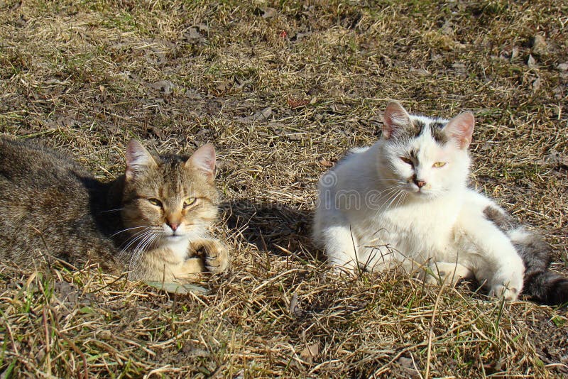 2 бездомных кота греются в солнце стоковое фото