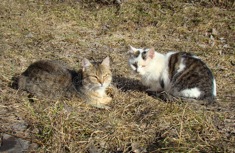 2 бездомных кота греются в солнце стоковые фотографии rf