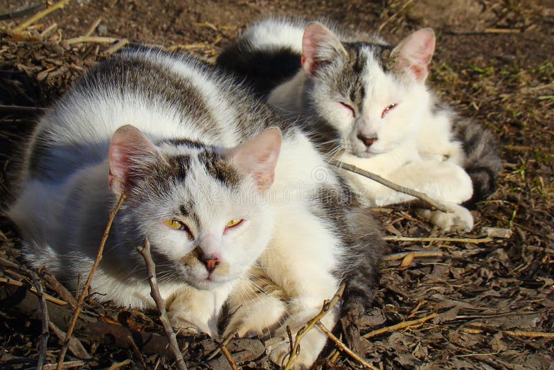 2 бездомных кота греясь в солнце. 2 бездомных белых кота лежат на том основании и греются в солнце