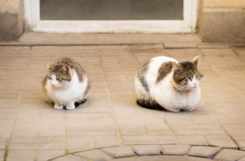 2 Бездомных кошек, сидящий на камнях, прокладывая стоковое фото
