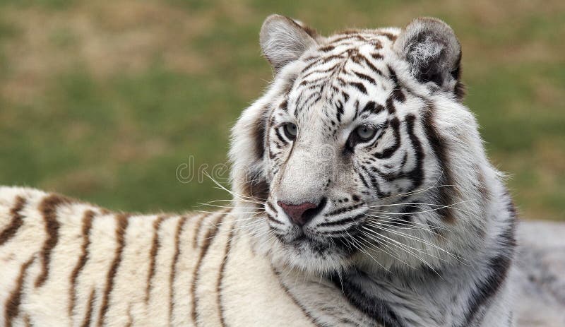 White tiger just waked up in a national park. White tiger just waked up in a national park