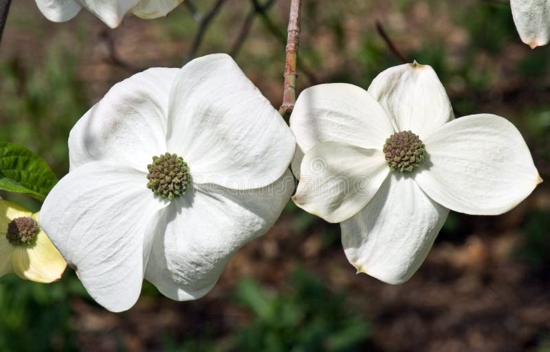 Two flowers with large white overlapping bracts gleaming white and abundant hang from a single branch of the dogwood tree Cornus Eddies White Wonder with a blurred nature background in the early spring sunshine. Two flowers with large white overlapping bracts gleaming white and abundant hang from a single branch of the dogwood tree Cornus Eddies White Wonder with a blurred nature background in the early spring sunshine.