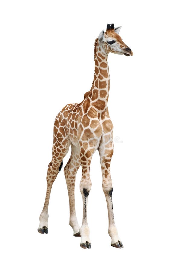 белизна giraffe икры стоковое фото rf белизна giraffe икры стоковое фото rf