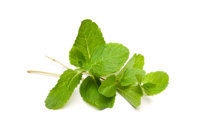 Peppermint leaves on white background. Peppermint leaves on white background