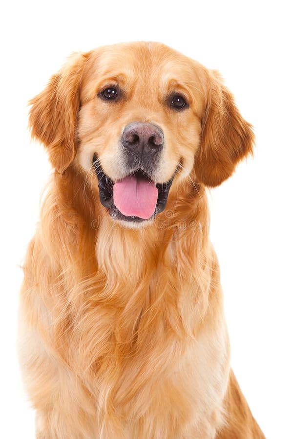 Purebred golden retriever dog sitting on isolated white background. Purebred golden retriever dog sitting on isolated white background