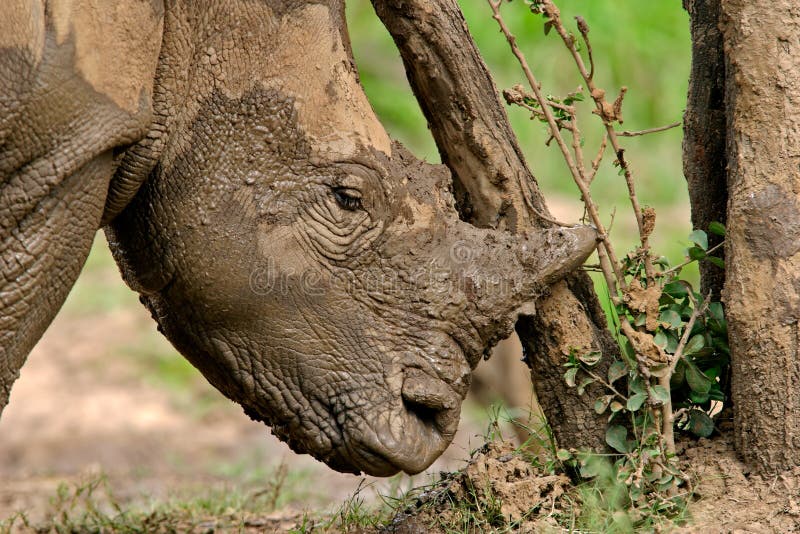 белизна rhinoceros стоковые изображения rf белизна rhinoceros стоковые изображения rf