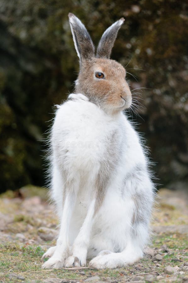 белизна timidus горы lepus lat зайцев стоковое изображение белизна timidus горы lepus lat зайцев стоковое изображение