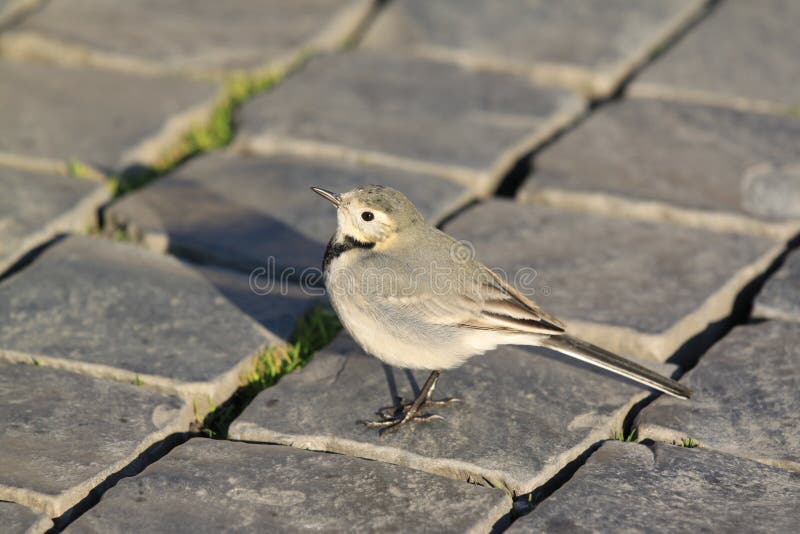 белизна wagtail стоковые изображения rf белизна wagtail стоковые изображения rf