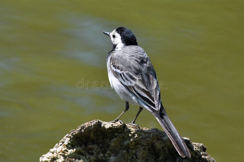 белизна wagtail стоковое фото rf белизна wagtail стоковое фото rf