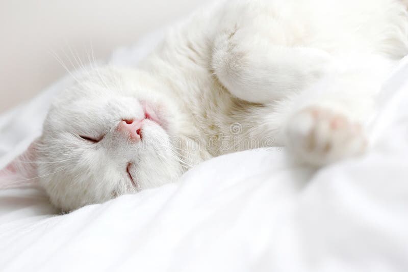 белизна кота стоковое фото белизна кота стоковое фото
