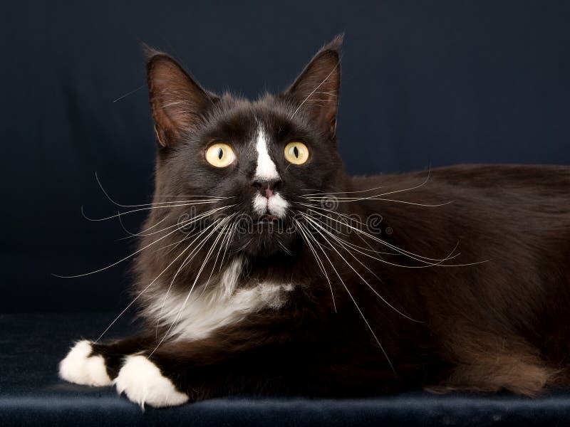 Black and white Maine Coon cat on black background. Black and white Maine Coon cat on black background