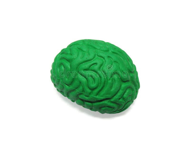 Green plastic model of the hunam brain isolated on white background. Contains Clipping Path. Green plastic model of the hunam brain isolated on white background. Contains Clipping Path