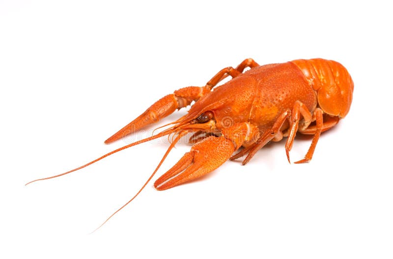 Closeup of isolated crayfish on white background. Closeup of isolated crayfish on white background