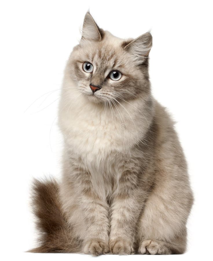 View of Siberian cat, sitting in front of white background. View of Siberian cat, sitting in front of white background