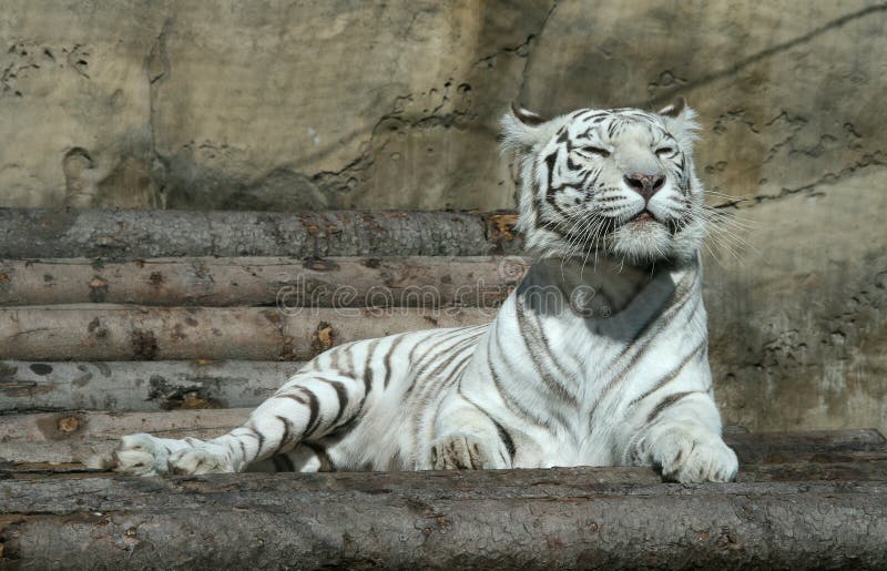 White Bengal tiger stretching after sleep. Moscow zoo. White Bengal tiger stretching after sleep. Moscow zoo.