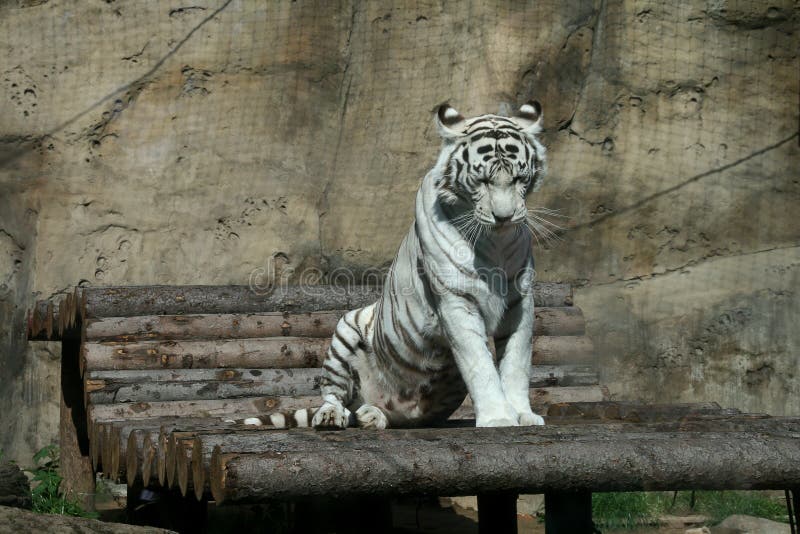 White Bengal tiger stretching after sleep. Moscow zoo. White Bengal tiger stretching after sleep. Moscow zoo.