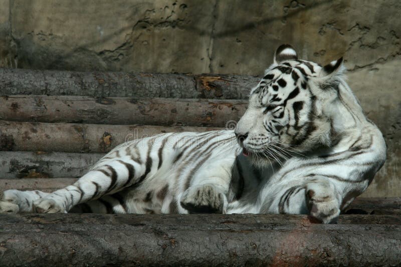 Sleepy white tiger stretching. Moscow Zoo. Sleepy white tiger stretching. Moscow Zoo