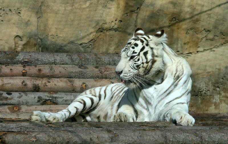 Sleepy white tiger stretching after sleep. Moscow Zoo. Sleepy white tiger stretching after sleep. Moscow Zoo