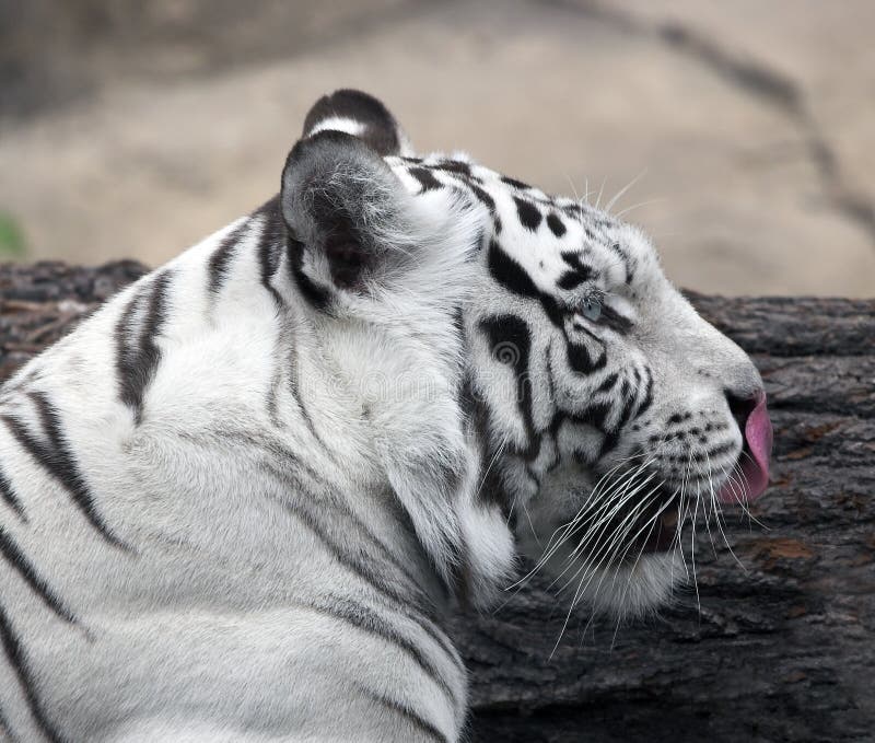 White tiger(Panthera tigris tigris) colour variation Bengal of a tiger. White tiger(Panthera tigris tigris) colour variation Bengal of a tiger.