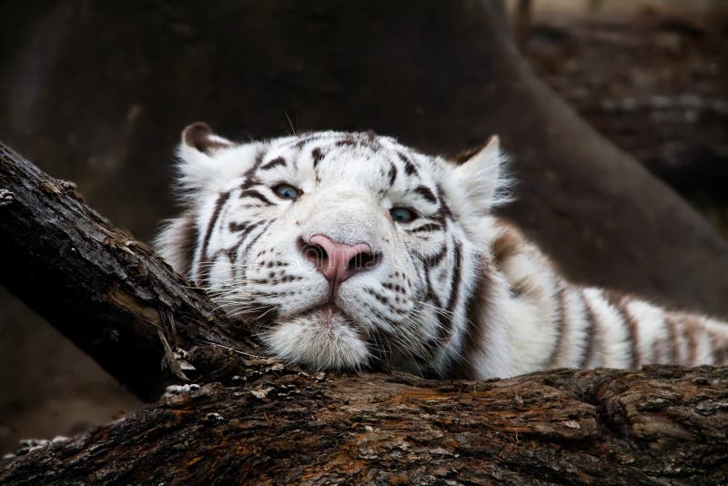 White tiger, laying with head on log, Moscow zoo. White tiger, laying with head on log, Moscow zoo.