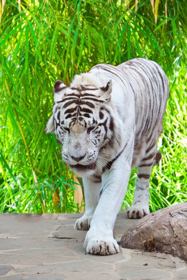 White tiger in Moscow the zoo. Rare, endangered species. In the wild nature doesn't meet. White tiger in Moscow the zoo. Rare, endangered species. In the wild nature doesn't meet