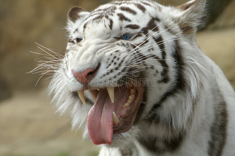 White Tiger - albinos. Moscow zoo. Animals. White Tiger - albinos. Moscow zoo. Animals.