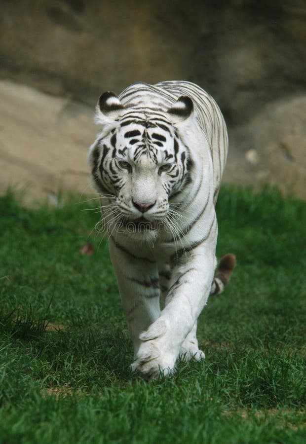 A white tiger (Panthera tigris tigris) at Moscow Zoo in Russia. Indian people think that a meeting with a white tigers brings a good luck and succes. A white tiger (Panthera tigris tigris) at Moscow Zoo in Russia. Indian people think that a meeting with a white tigers brings a good luck and succes.